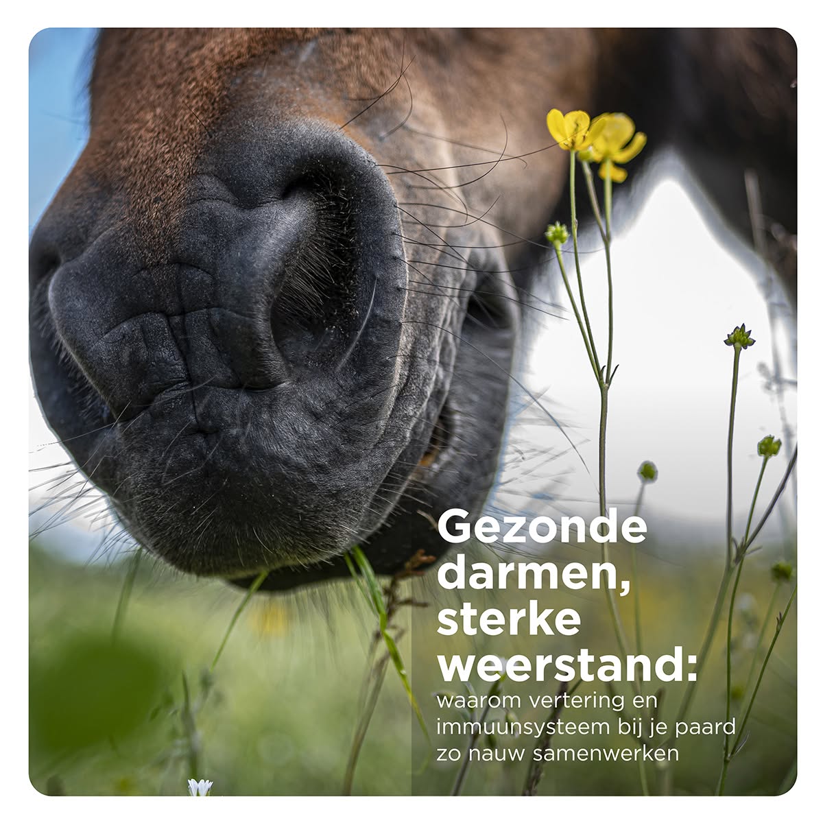 Aanbiedingen week 36