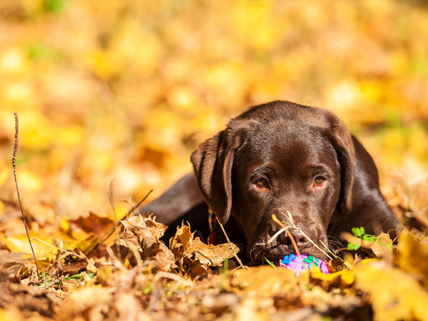 Aanbiedingen week 45