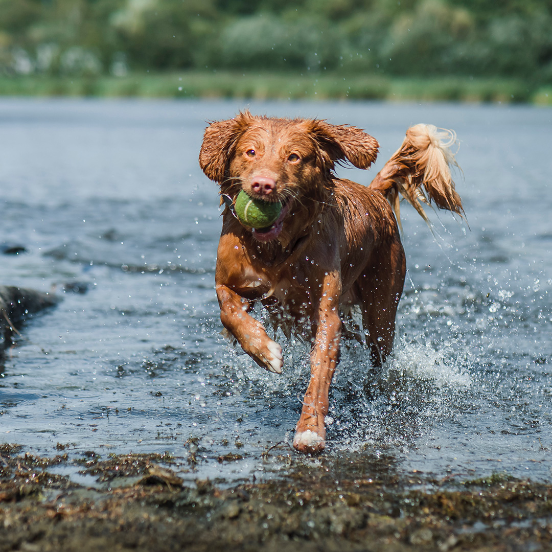 Aanbiedingen week 16